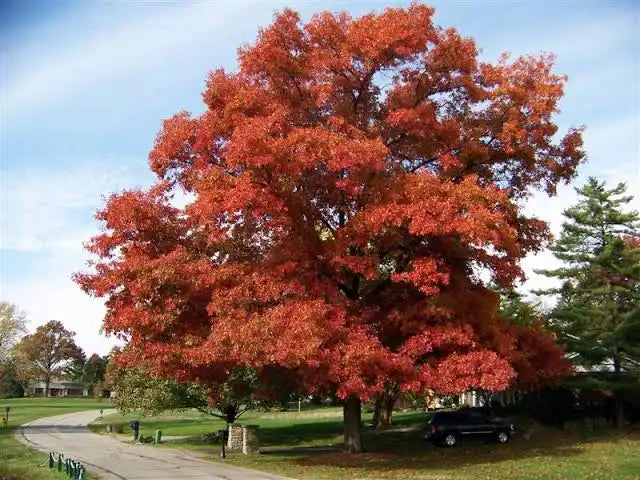 Scarlet Oak Tree