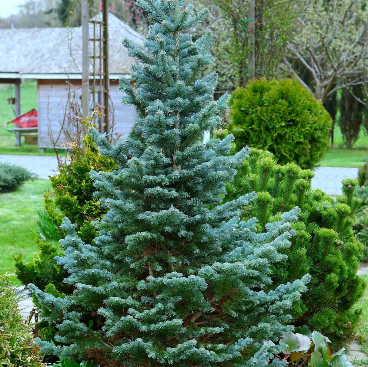 Colorado Blue Spruce Seedlings