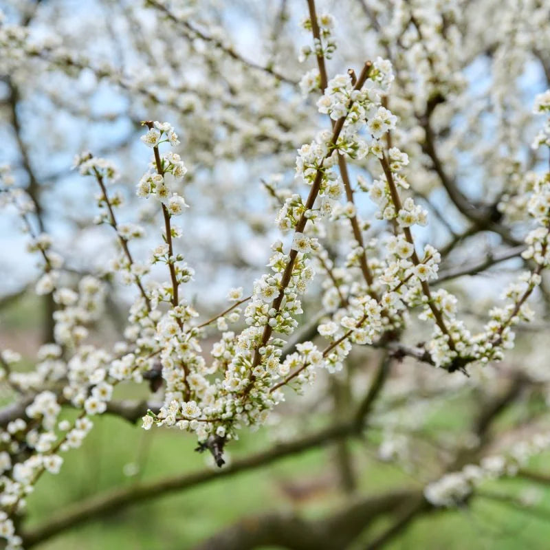 Semi-Dwarf Italian Prune Plum Tree