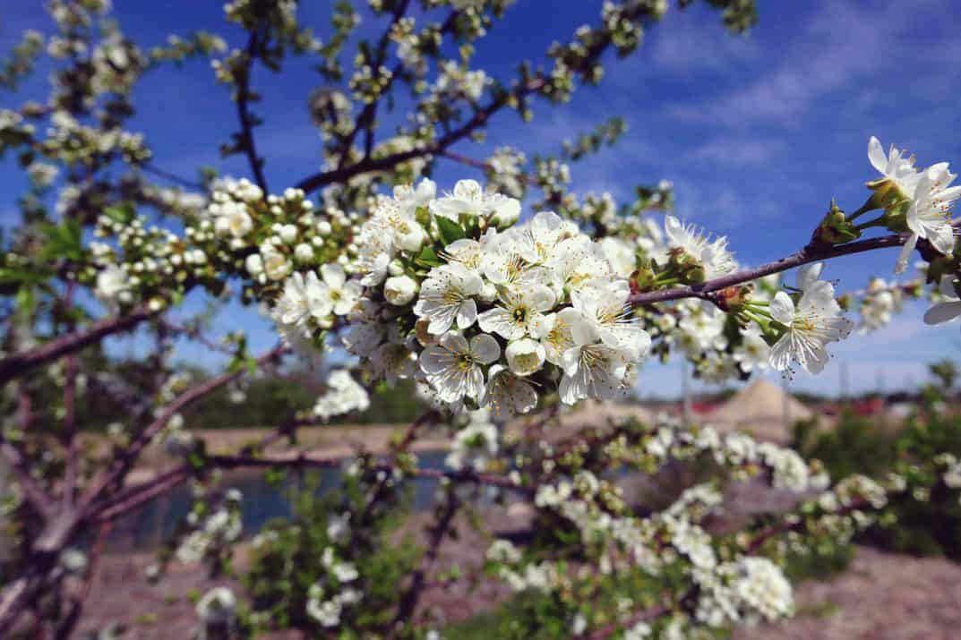 Sweet Cherry Pie Cherry Tree