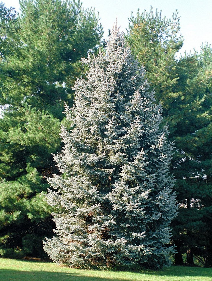 White Spruce Seedlings