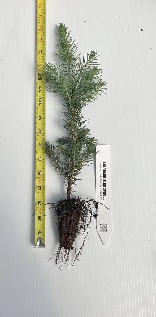 Colorado Blue Spruce Seedlings