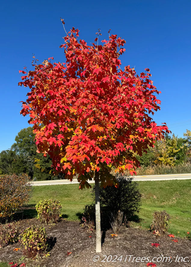 Fall Fiesta Sugar Maple Tree