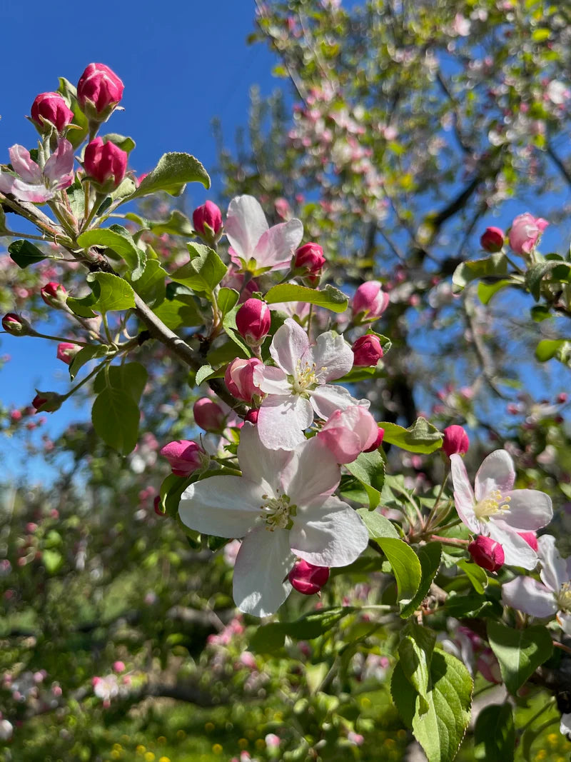 Frostbite Apple Tree