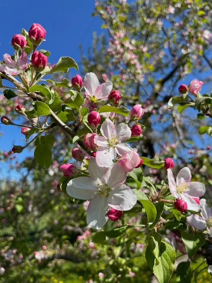 Frostbite Apple Tree