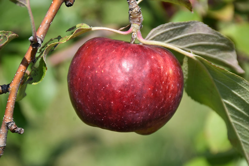 Frostbite Apple Tree