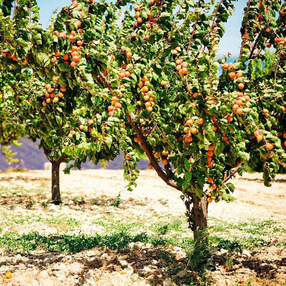 Semi-Dwarf Gold Apricot Tree