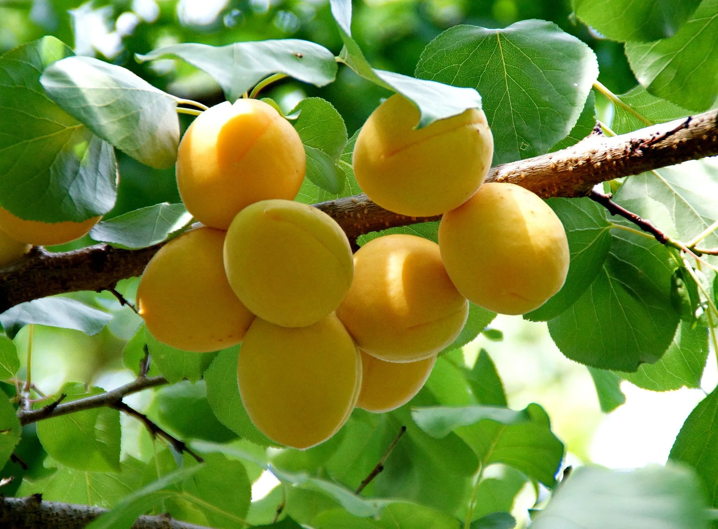 Semi-Dwarf Gold Apricot Tree
