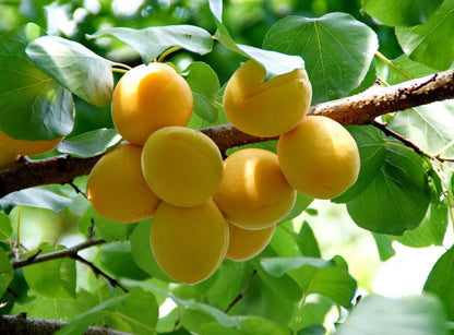 Semi-Dwarf Gold Apricot Tree