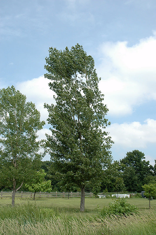 Highland Poplar Tree