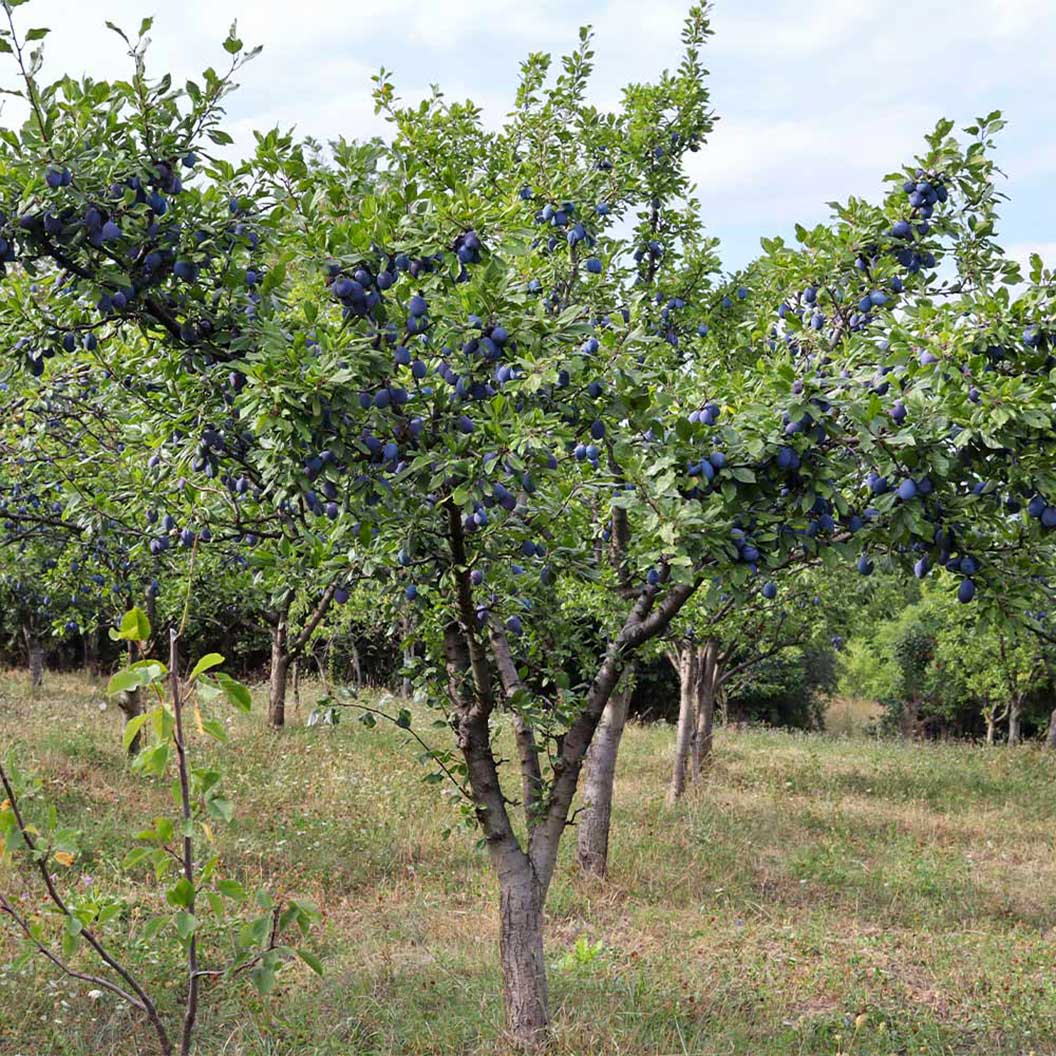 Semi-Dwarf Italian Prune Plum Tree
