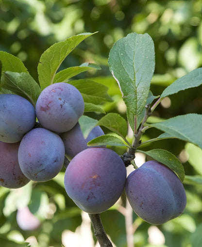Semi-Dwarf Italian Prune Plum Tree