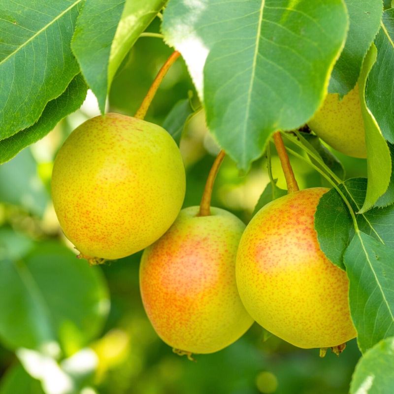 Dwarf Juicy Jewel Asian Pear Tree