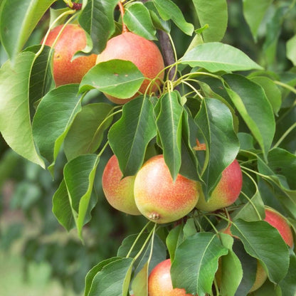 Dwarf Juicy Jewel Asian Pear Tree