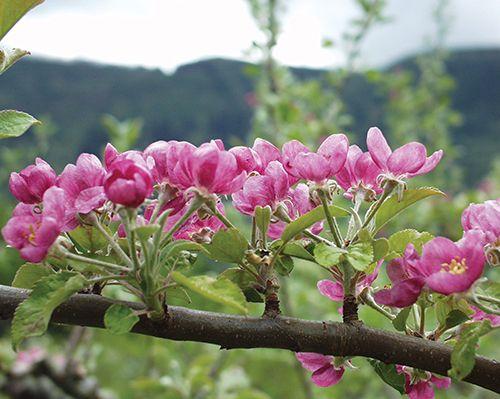Semi-Dwarf Pink Pearl Apple Tree