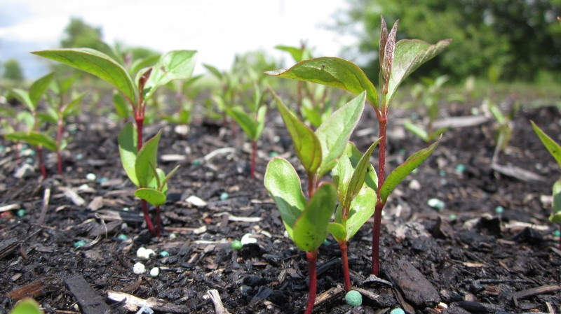 Red Osier Dogwood Seedlings