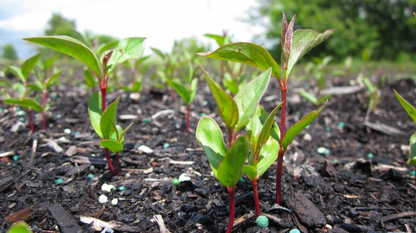 Red Osier Dogwood Seedlings