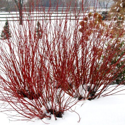 Red Osier Dogwood Seedlings
