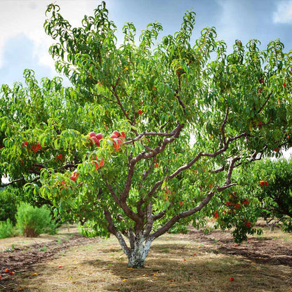Semi-Dwarf Reliance Peach Tree