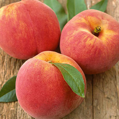 Reliance Peach Tree