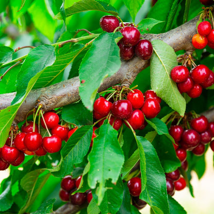 Sweet Cherry Pie Cherry Tree