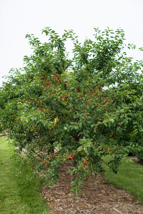 Sweet Cherry Pie Cherry Tree