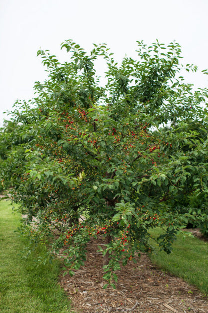 Sweet Cherry Pie Cherry Tree