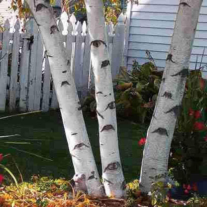 Paper Birch Seedlings