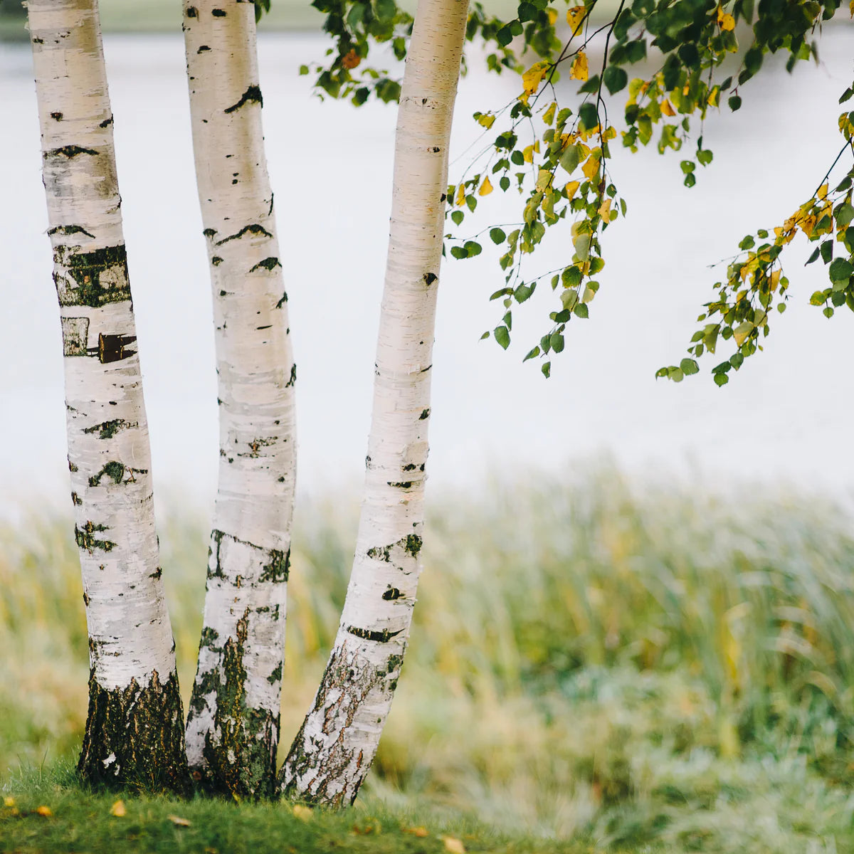 Paper Birch Seedlings