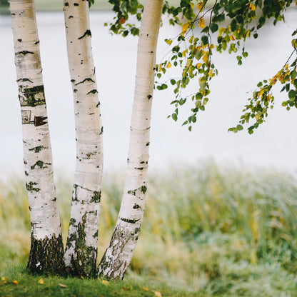 Paper Birch Seedlings