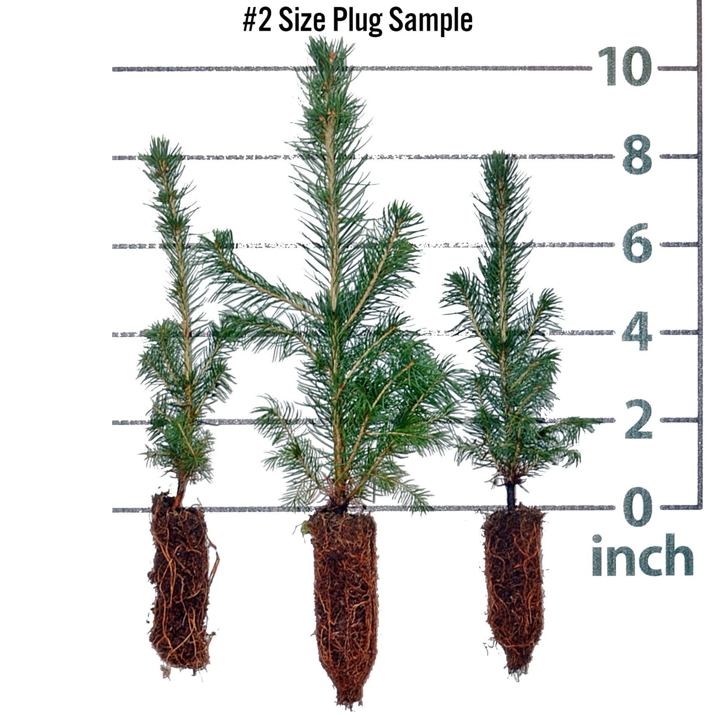 White Spruce Seedlings