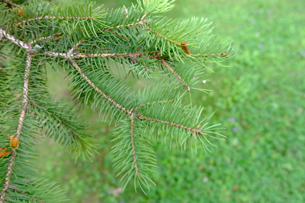 White Spruce Seedlings